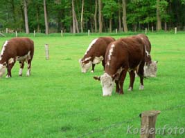 Beef