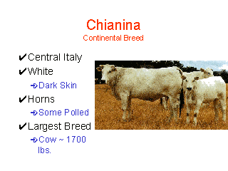 Chianina