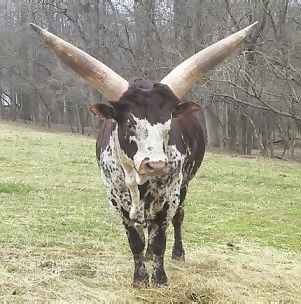 big horns