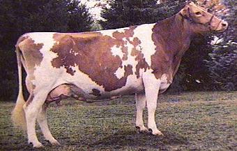 Guernsey