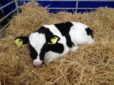 Reaseheath Holstein