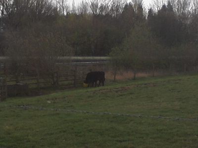 cow at Ashton's Flashes