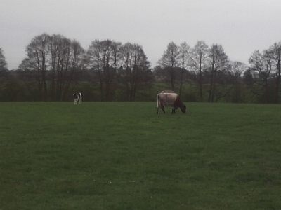 cow at Brook Farm