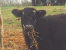 black bull