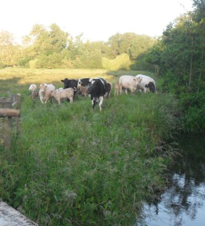 Coley Park cows
