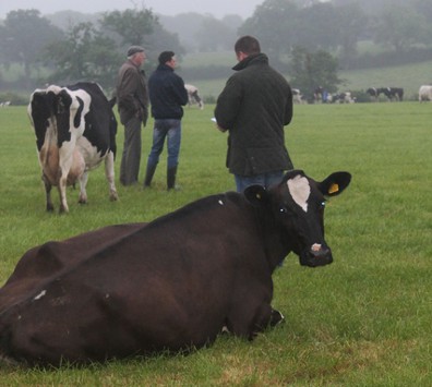 Relaxing cow