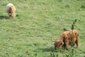 Highland Cows