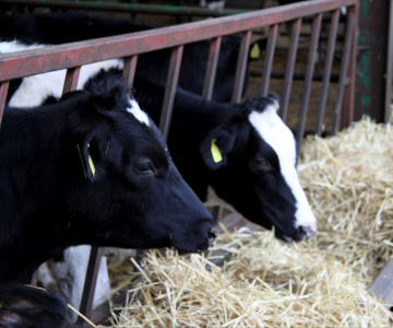 2 calves