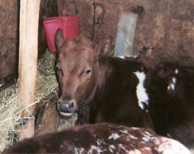 stable cow