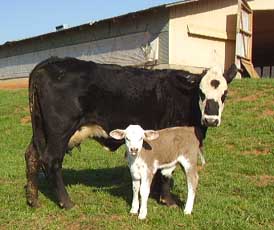 mother and calf