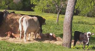 cows and calves