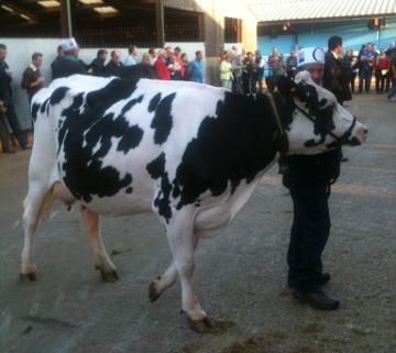 walking holstein