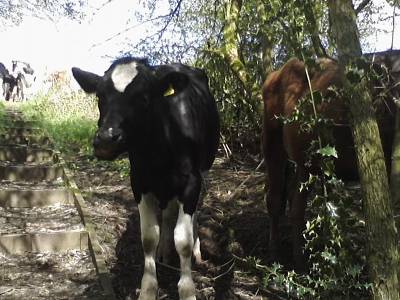 holstein