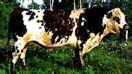 Normande bull